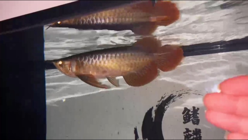 關燈來個閃光燈效果