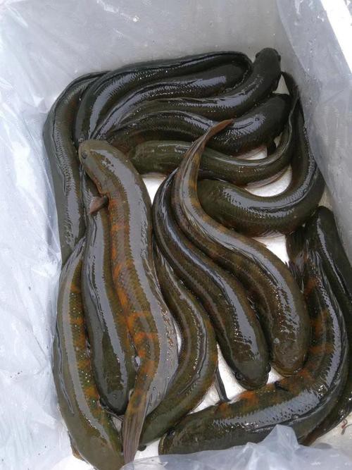 七星魚圖片【七星魚是一種兼具觀賞價值與食用價值與食用價值的獨(dú)特魚類】