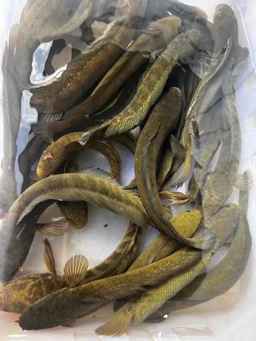 七星魚圖片【七星魚是一種兼具觀賞價值與食用價值與食用價值的獨(dú)特魚類】