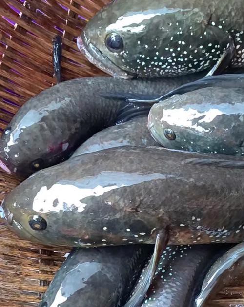 七星魚圖片【七星魚是一種兼具觀賞價值與食用價值與食用價值的獨(dú)特魚類】