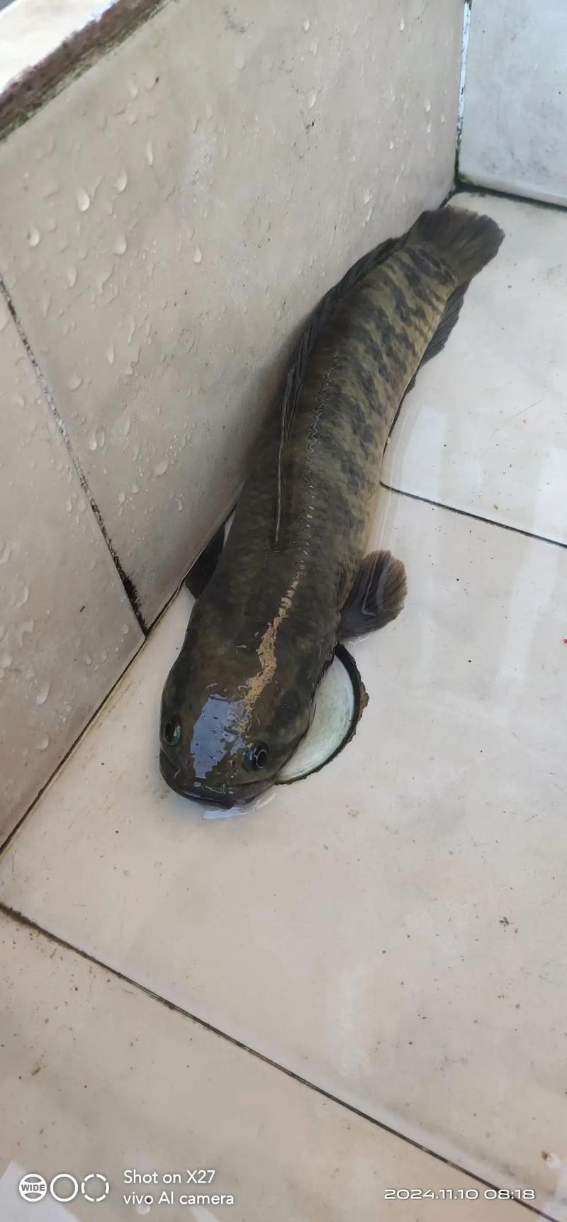 七星魚圖片【七星魚是一種兼具觀賞價值與食用價值與食用價值的獨(dú)特魚類】