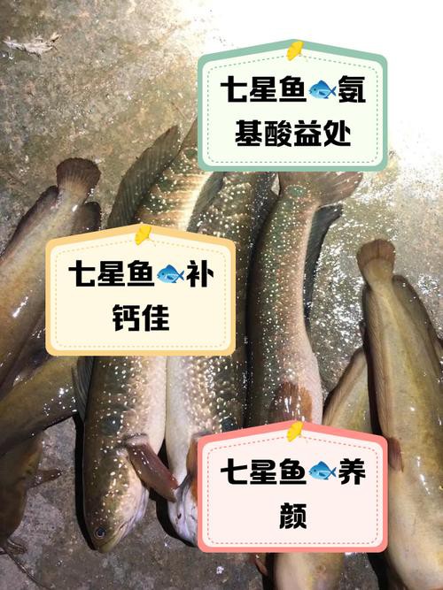 七星魚圖片【七星魚是一種兼具觀賞價值與食用價值與食用價值的獨(dú)特魚類】