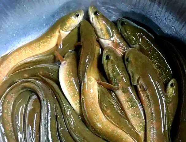 七星魚圖片【七星魚是一種兼具觀賞價值與食用價值與食用價值的獨(dú)特魚類】