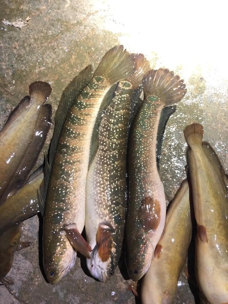 七星魚圖片【七星魚是一種兼具觀賞價值與食用價值與食用價值的獨(dú)特魚類】