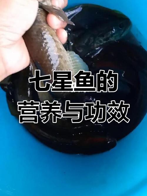 七星魚圖片【七星魚是一種兼具觀賞價值與食用價值與食用價值的獨(dú)特魚類】