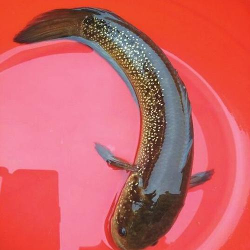 七星魚圖片【七星魚是一種兼具觀賞價值與食用價值與食用價值的獨(dú)特魚類】
