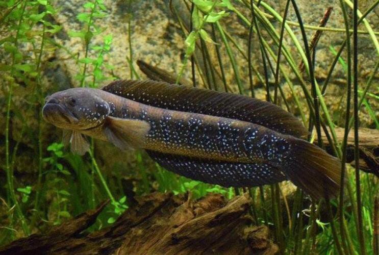 七星魚圖片【七星魚是一種兼具觀賞價值與食用價值與食用價值的獨(dú)特魚類】
