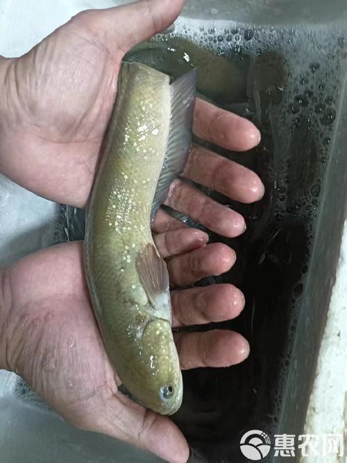 七星魚圖片【七星魚是一種兼具觀賞價值與食用價值與食用價值的獨(dú)特魚類】