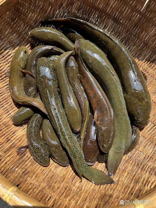 七星魚圖片【七星魚是一種兼具觀賞價值與食用價值與食用價值的獨(dú)特魚類】