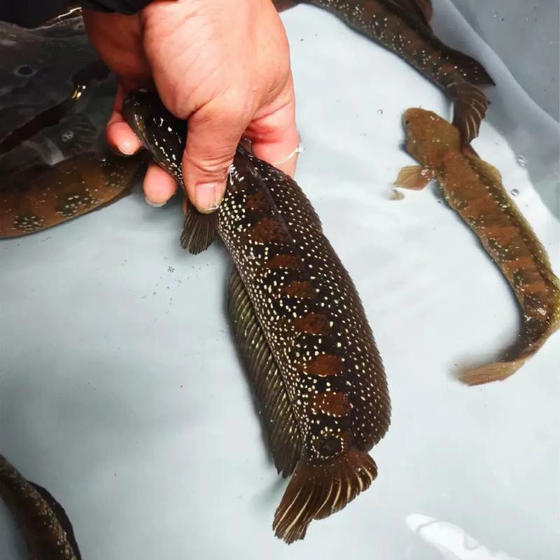 七星魚圖片【七星魚是一種兼具觀賞價值與食用價值與食用價值的獨(dú)特魚類】