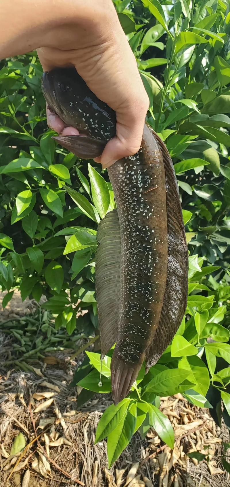 七星魚圖片【七星魚是一種兼具觀賞價值與食用價值與食用價值的獨(dú)特魚類】