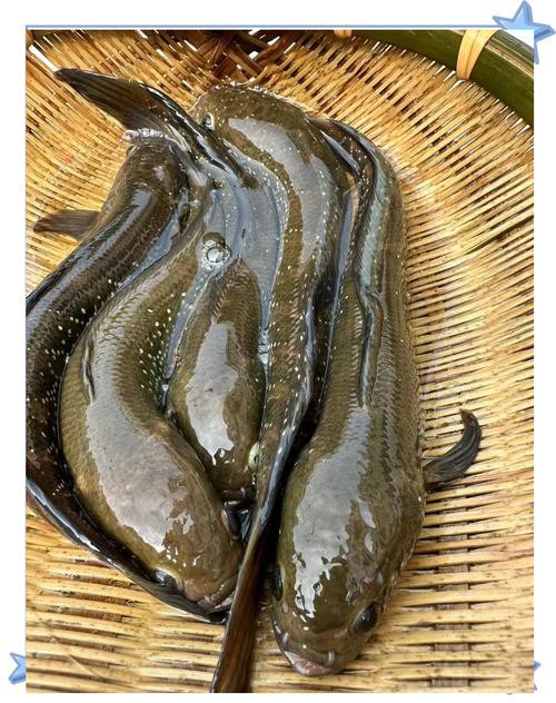 七星魚圖片【七星魚是一種兼具觀賞價值與食用價值與食用價值的獨(dú)特魚類】