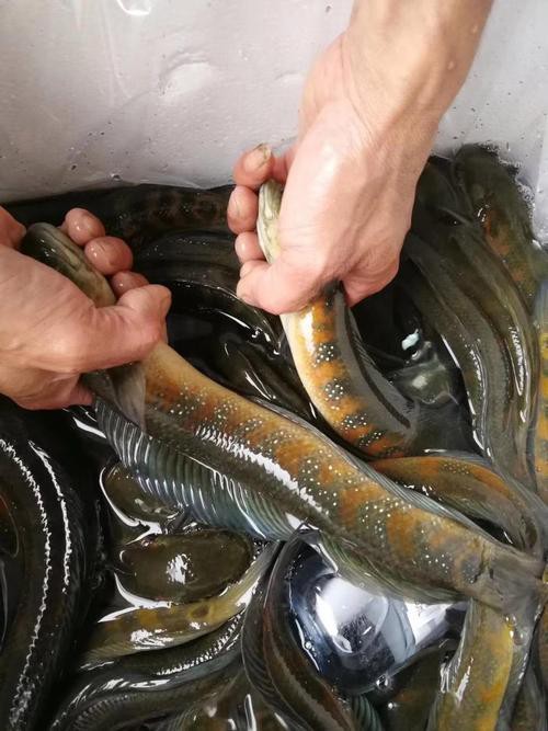 七星魚圖片【七星魚是一種兼具觀賞價值與食用價值與食用價值的獨(dú)特魚類】
