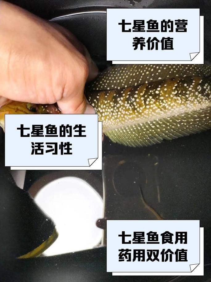 七星魚圖片【七星魚是一種兼具觀賞價值與食用價值與食用價值的獨(dú)特魚類】