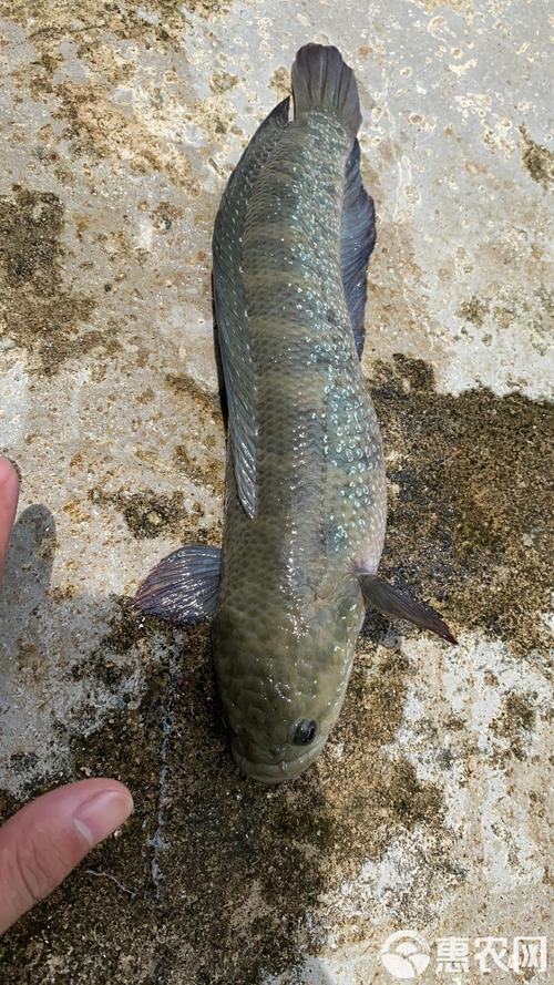 七星魚圖片【七星魚是一種兼具觀賞價值與食用價值與食用價值的獨(dú)特魚類】