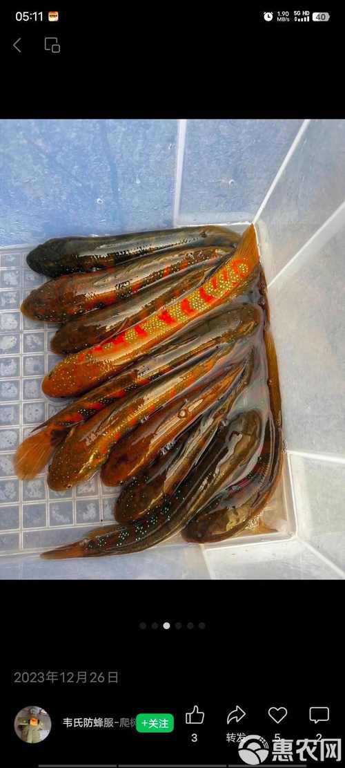 七星魚圖片【七星魚是一種兼具觀賞價值與食用價值與食用價值的獨(dú)特魚類】