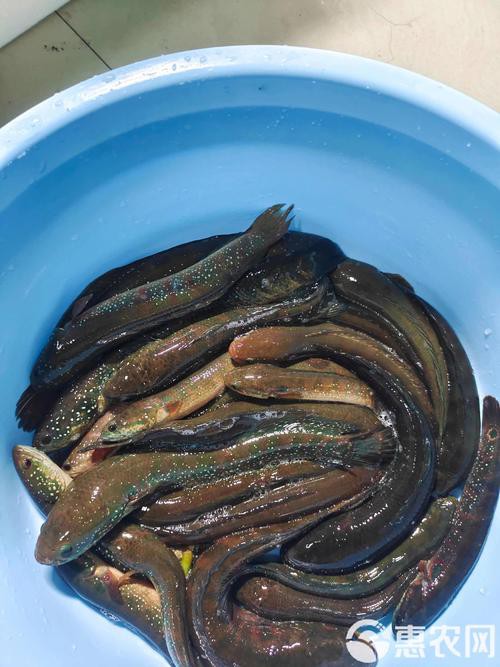 七星魚圖片【七星魚是一種兼具觀賞價值與食用價值與食用價值的獨(dú)特魚類】