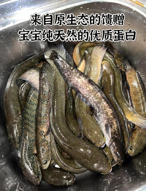 七星魚圖片【七星魚是一種兼具觀賞價值與食用價值與食用價值的獨(dú)特魚類】