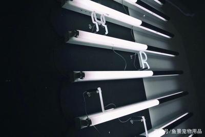 龍魚多大吃小魚