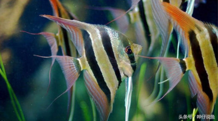 金龍魚吃什么蝦好