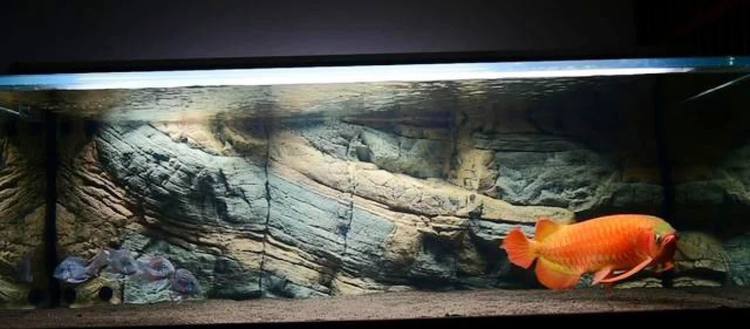 龍魚愛撞缸是怎么回事兒呀有什么辦法嗎 龍魚愛撞缸是怎么回事兒呀有什么辦法嗎 龍魚百科 第1張