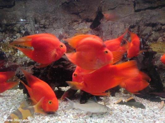 中國紅龍魚在哪里抓最好：東南亞紅龍魚市場價格,紅龍魚自然水域分布圖,如何辨別紅龍魚品質 中國紅龍魚在哪里抓最好：東南亞紅龍魚市場價格,紅龍魚自然水域分布圖,如何辨別紅龍魚品質 紅龍魚百科 第2張