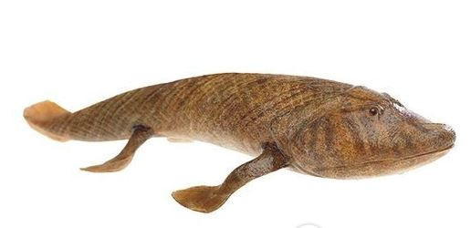 把魚缸放在陽臺的位置好不好呢：魚缸在陽臺擺放在陽臺上的風水講究在風水角度而言