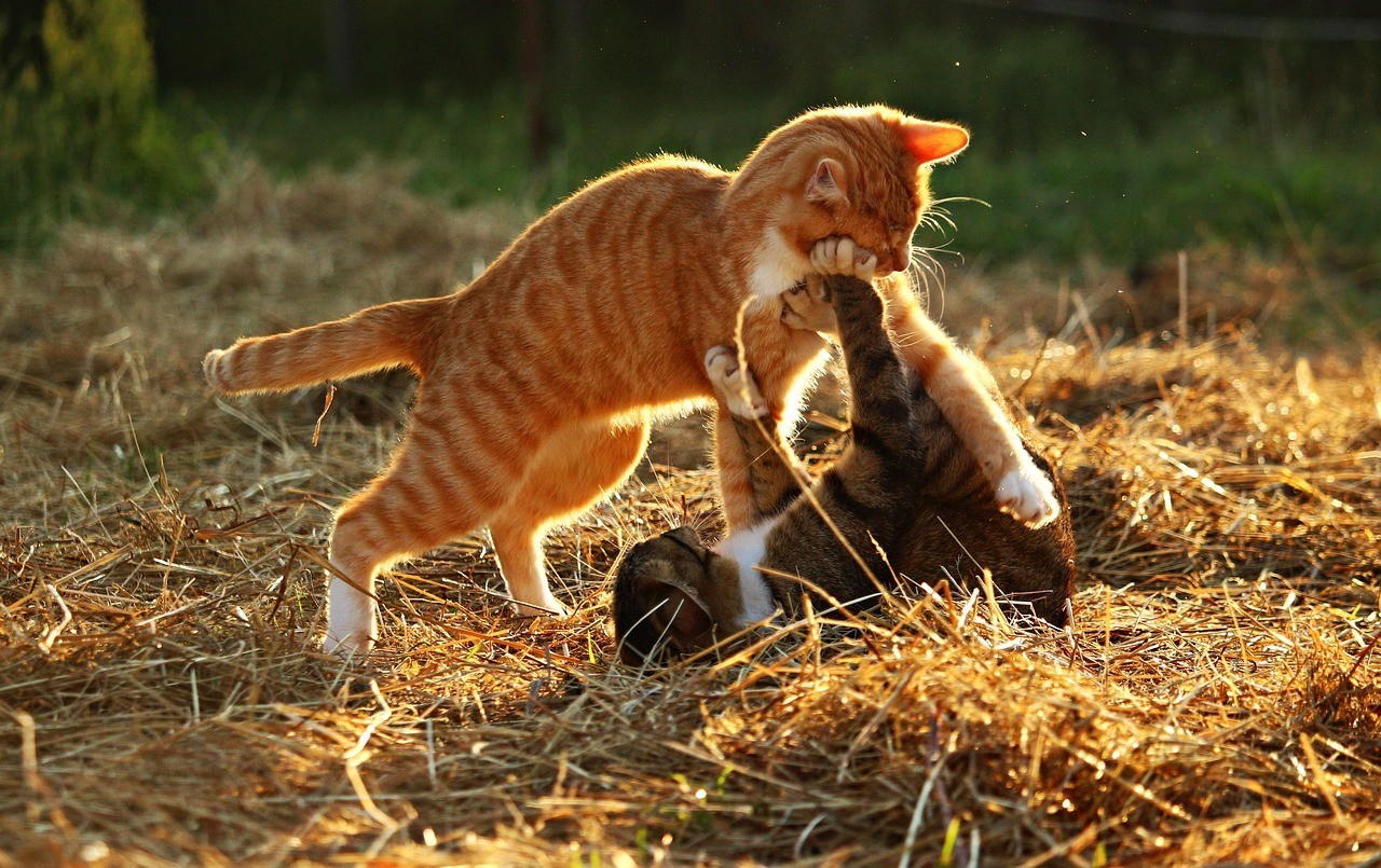 祥龍魚場溫帶魚觀賞魚觀賞魚怎么養魚觀賞魚的方法
