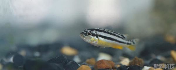 1米5魚缸造景大全：1米5魚缸造景大全，南美原生缸造景大全 1米5魚缸造景大全：1米5魚缸造景大全，南美原生缸造景大全 魚缸百科 第2張