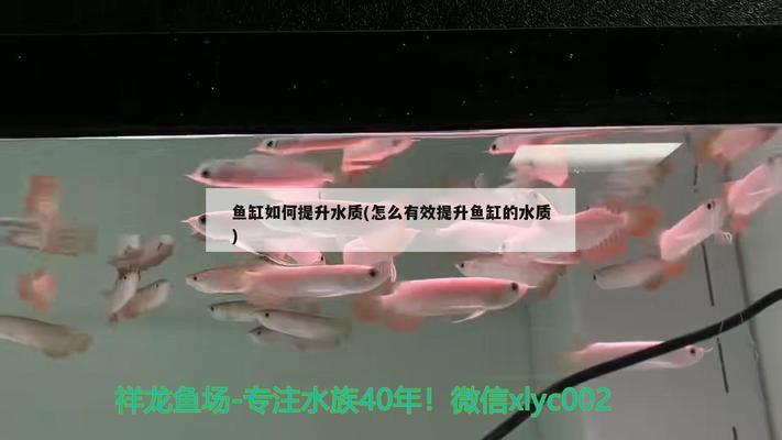 豬鼻龜是水龜嗎為什么會死呢視頻(豬鼻龜需要過水嗎) 豬鼻龜是水龜嗎為什么會死呢視頻(豬鼻龜需要過水嗎) 豬鼻龜百科 第2張