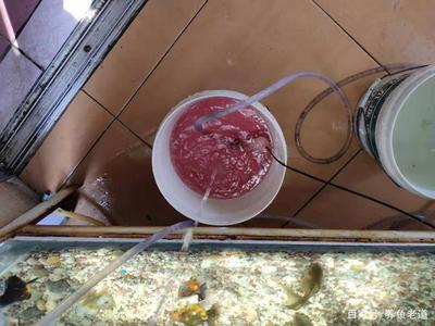 不用水泵的魚缸過濾器怎么用：不用水泵的魚缸過濾器使用方法主要包括以下幾個步驟