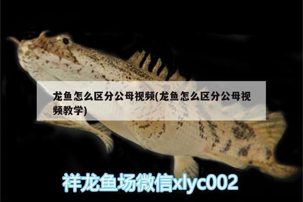 豬鼻龜養(yǎng)多大的好養(yǎng)些呀(豬鼻龜用什么缸養(yǎng)好)