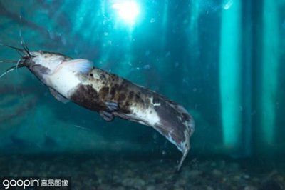 擦洗魚缸的技巧：如何正確清洗魚缸