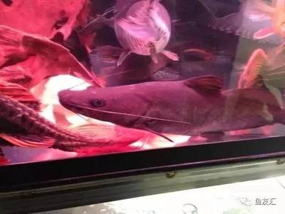 擦洗魚缸的技巧：如何正確清洗魚缸