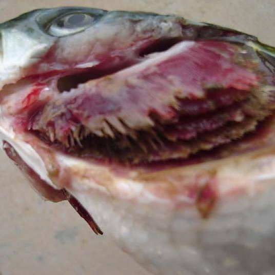 爛鰓病魚有哪些癥狀，魚的爛鰓病是怎么引起的