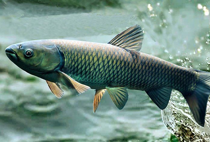 爛鰓病魚有哪些癥狀，魚的爛鰓病是怎么引起的