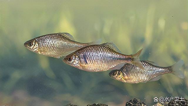 爛鰓病魚有哪些癥狀，魚的爛鰓病是怎么引起的