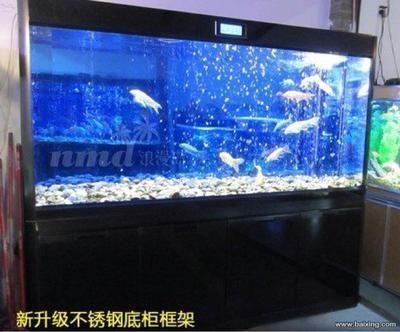 家里養的龍魚死了埋哪里比較好