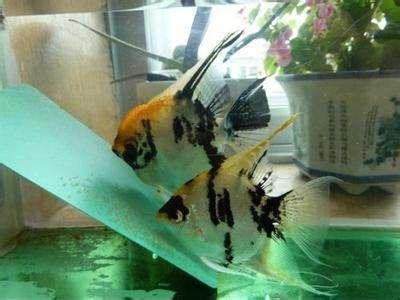 養銀龍魚需要什么過濾器(養龍魚需要什么過濾器材)