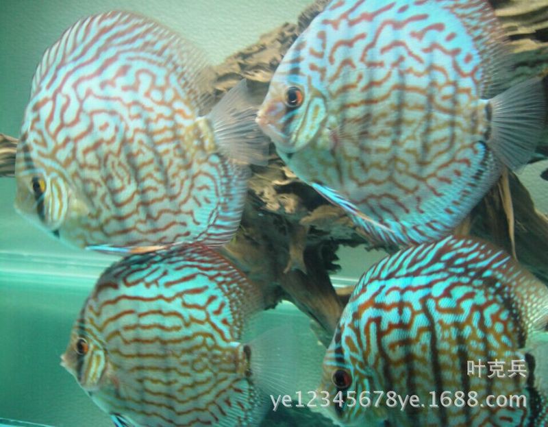 七彩野彩價格排行表【七彩神仙魚市場價格體系解析】