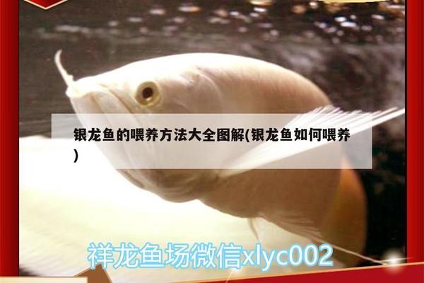 銀龍魚適合多少水溫的魚缸(養(yǎng)銀龍魚魚缸溫度調多少?)