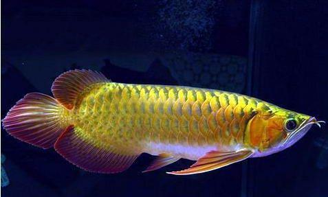 龍魚背景高清圖