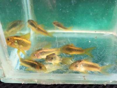 成品魚缸能不能打孔養魚：成品魚缸可以打孔嗎