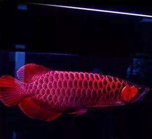 老虎魚的功效與作用小孩出汗(老虎魚有什么功效)