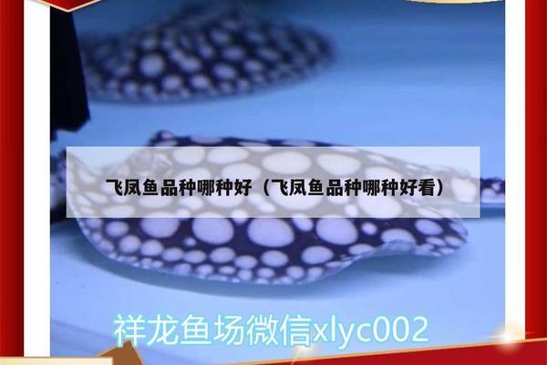豬鼻龜可以深水養(yǎng)嗎圖片視頻(豬鼻龜多深的水養(yǎng))
