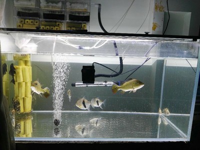 黃金河虎魚圖片高清(黃金河虎魚怎么看品相)