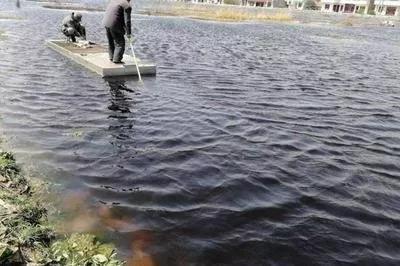 銀龍魚封缸(銀龍魚入缸兩小時后,就成了這種效果,真是慘不忍睹) 銀龍魚封缸(銀龍魚入缸兩小時后,就成了這種效果,真是慘不忍睹) 銀龍魚百科 第1張