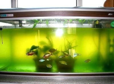 瓷盆魚(yú)缸過(guò)濾器造型：diy陶瓷魚(yú)缸過(guò)濾器的種類和優(yōu)缺點(diǎn)