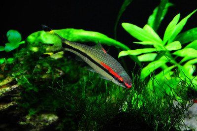 金龍魚(yú)骨架 金龍魚(yú)骨架 龍魚(yú)百科 第1張