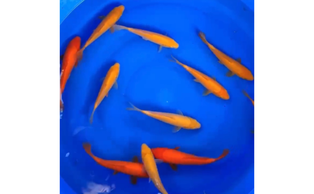 金龍魚玉器有什么寓意和象征